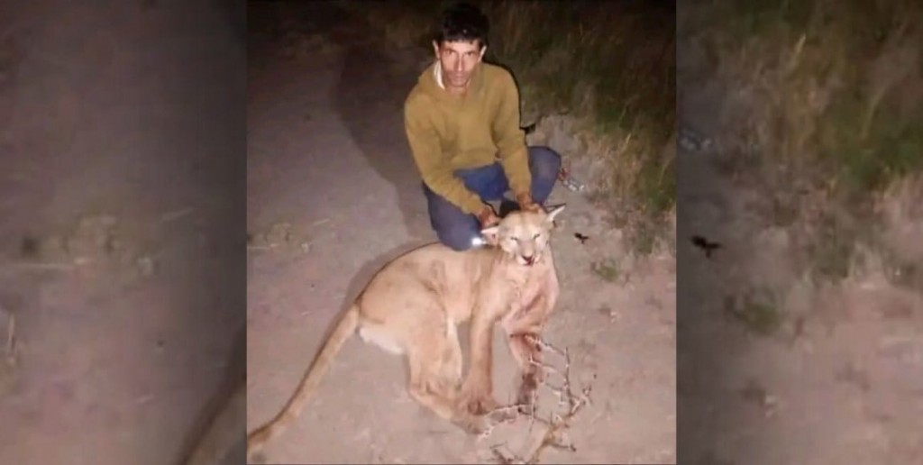 Indignación en Entre Ríos: Cazó un puma, especie protegida, y lo expuso en redes sociales