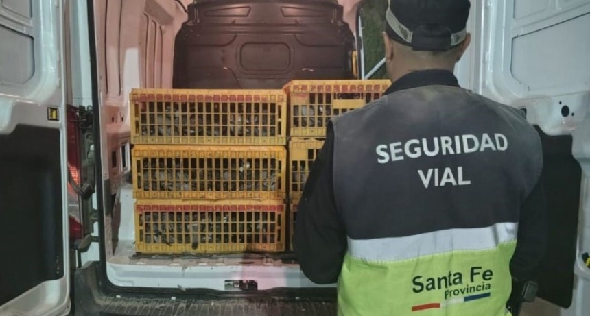 Interceptan vehículo con 720 palomas sin documentación en Puerto General San Martín