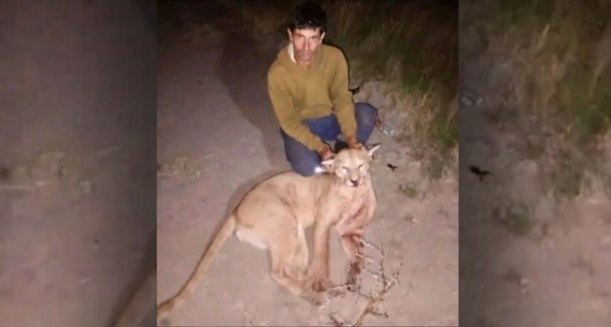 Indignación en Entre Ríos: Cazó un puma, especie protegida, y lo expuso en redes sociales