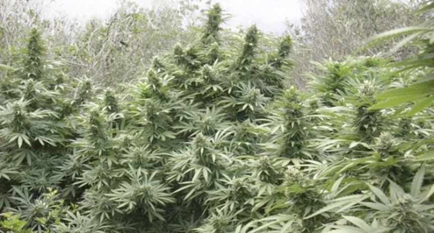 Descubre plantación de marihuana en su terreno, la corta y es amenazado por grupo armado