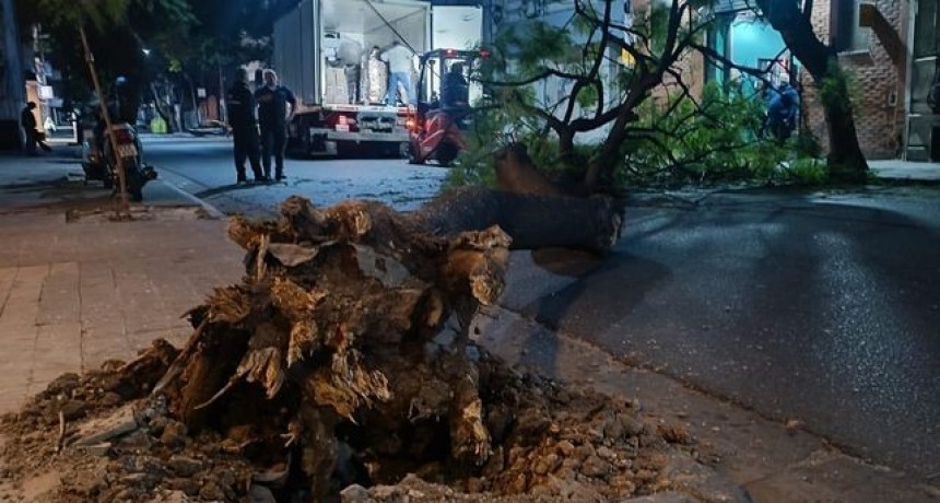 Vientos fuertes tiraron árboles complicando la ciudad