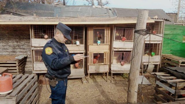 Desarticulan red de peleas ilegales de gallos en Concordia y secuestran más de 100 animales