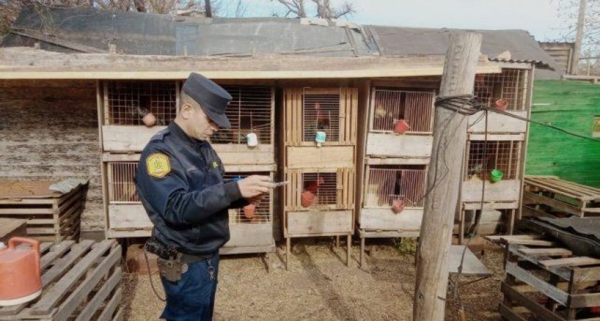 Desarticulan red de peleas ilegales de gallos en Concordia y secuestran más de 100 animales