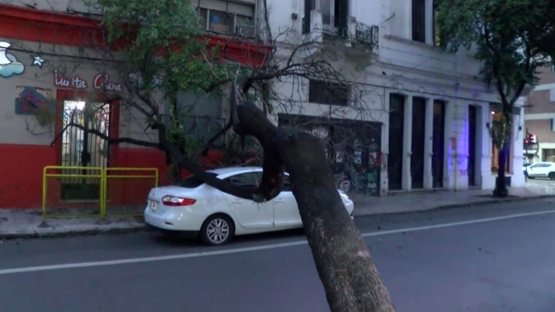 Un árbol cayó sobre su auto mientras esperaba el semáforo: salió ileso
