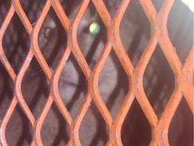 Las Rosas: Hallaron un puma en el patio de una casa y fue rescatado por la Policía Rural