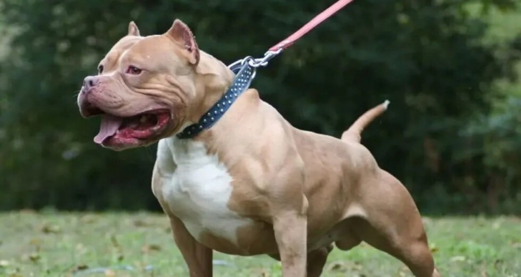 Monte Vera: Ataque de un pitbull a una nena de 4 años reabre el debate sobre la tenencia responsable