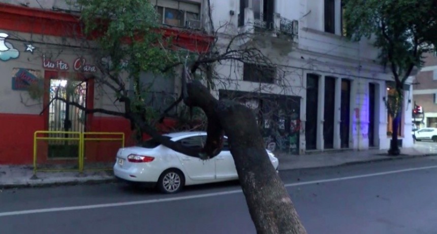 Un árbol cayó sobre su auto mientras esperaba el semáforo: salió ileso