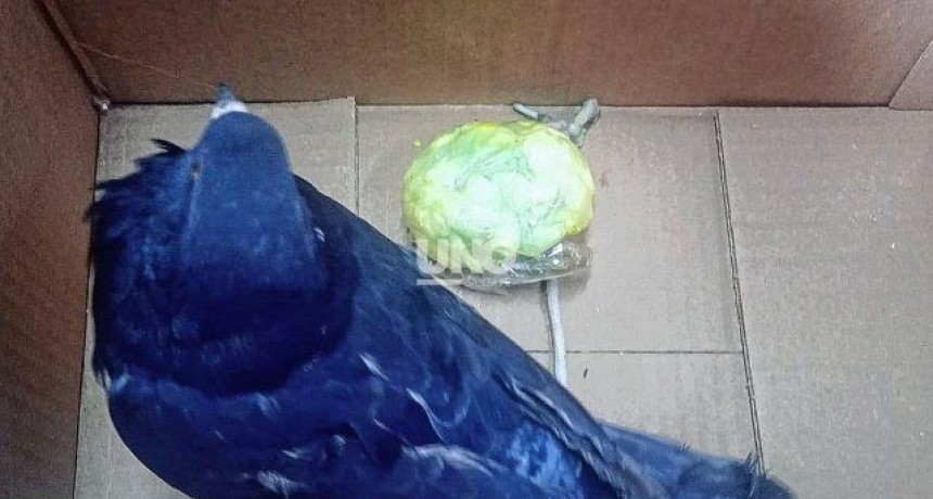 Encuentran paloma mensajera con cocaína cerca de la cárcel de Coronda