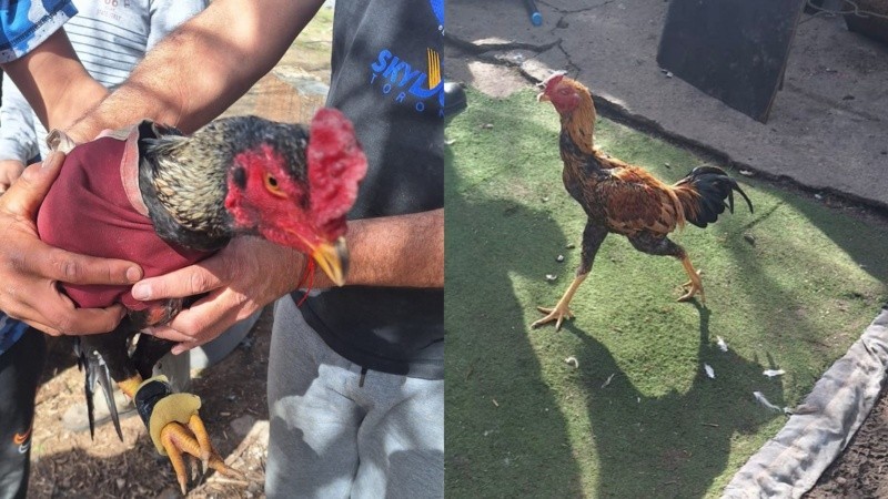 Desbaratan en Villa Gobernador Gálvez una reunión clandestina con gallos de riña y 13 detenidos