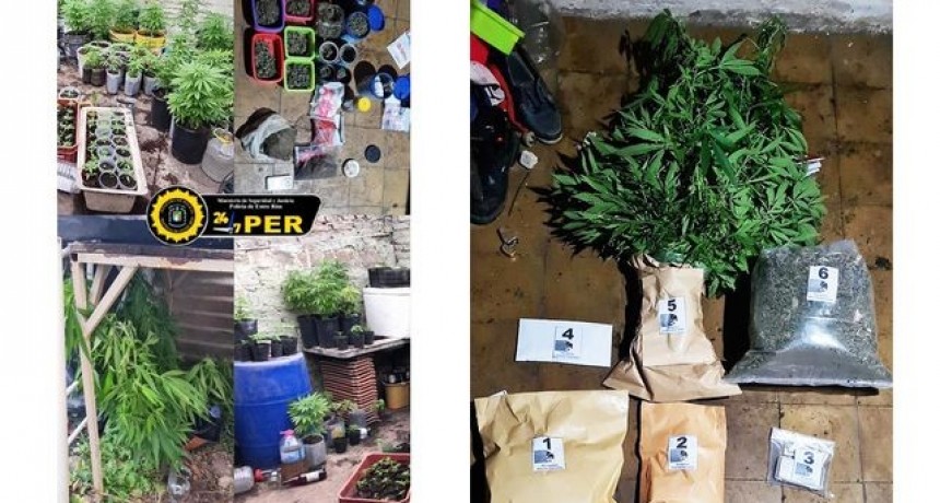 Paraná: Lo detienen por violencia de género y le descubren en su casa un invernadero de marihuana con 174 plantas
