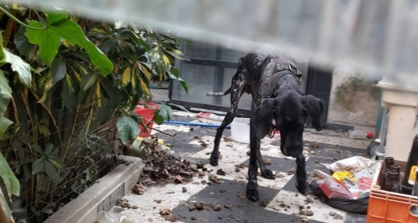 Rescatan a perro en estado crítico de desnutrición en casa de barrio Echesortu