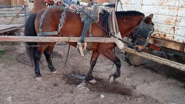 Ocho detenidos en Nuevo Alberdi por maltrato animal y apuestas con caballos