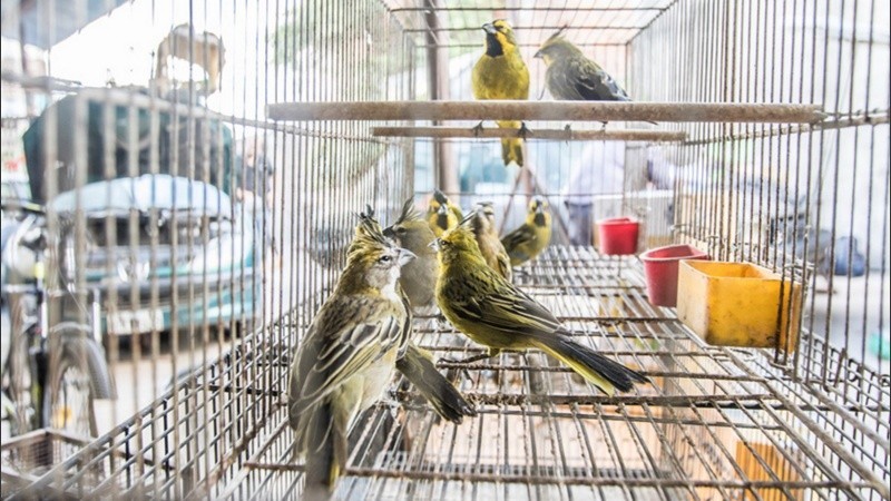 Procesaron a dos hombres por traficar aves protegidas a través de redes sociales