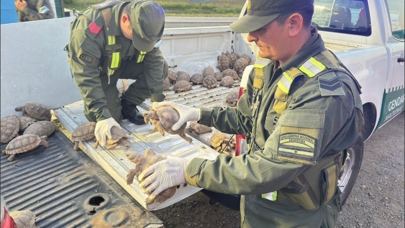 Hallaron más de 150 tortugas y aves escondidas entre cebollas en un camión