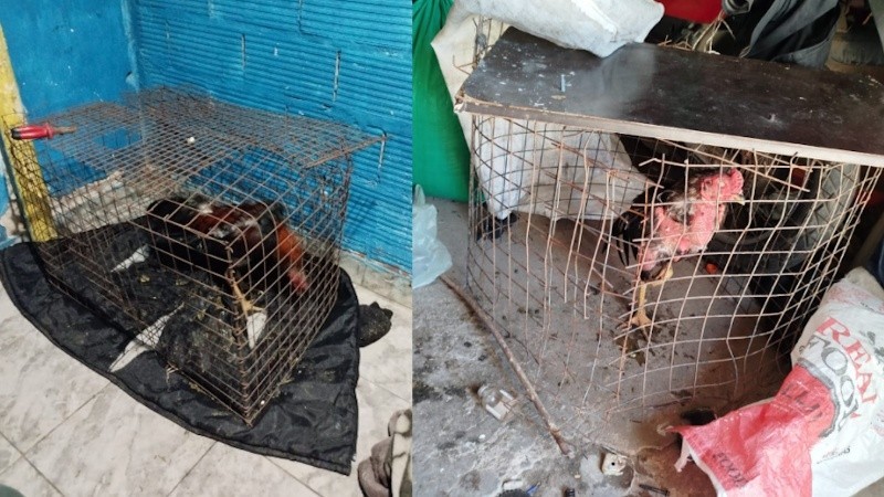 Desarticularon una red de riña de gallos y apuestas ilegales en Villa Gobernador Gálvez: 14 detenidos y 11 aves rescatadas