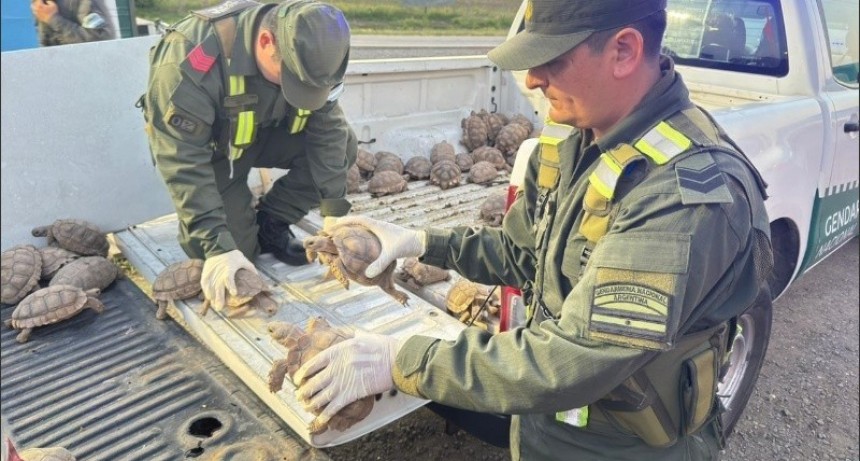 Hallaron más de 150 tortugas y aves escondidas entre cebollas en un camión