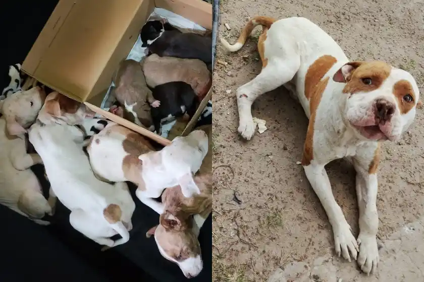 Detuvieron a una mujer por amenazar a su madre y rescataron 13 perros en mal estado