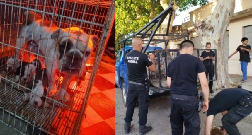 Rescatan 19 perros hacinados en un criadero clandestino