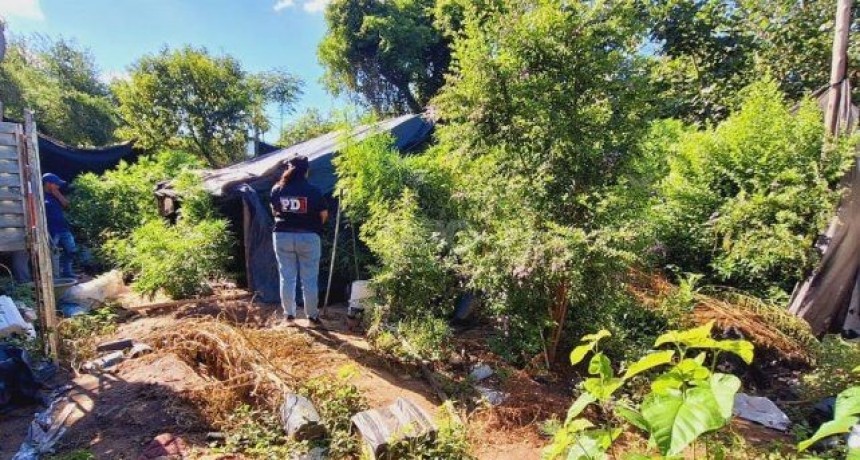 Cayastá: Lo detienen por violencia de género y hallan +100 plantas de marihuana, un arma y celulares